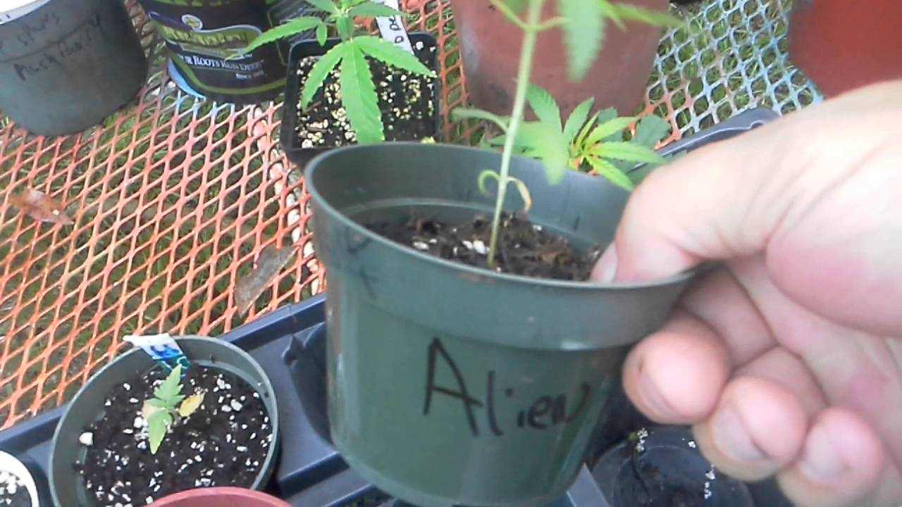 Alien og cali connection