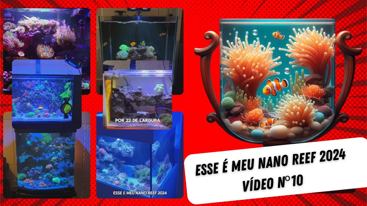 Esse é meu Nano Reef 2024 - Vídeo nº10