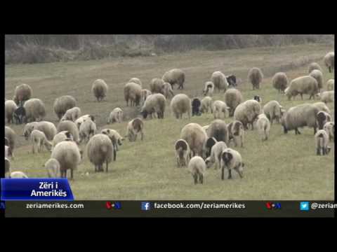 Video: Si e ndryshoi bujqësia në jug xhinsi i pambukut?