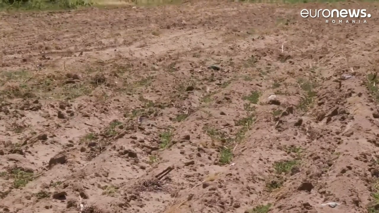 Sahara Olteniei se extinde. Experții stațiunii Dăbuleni confirmă extinderea deșertificării