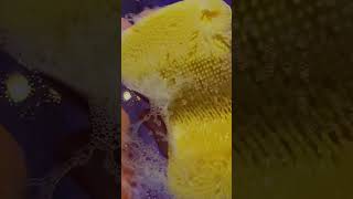 Visual ASMR 💜 Scrubber + foam sounds #asmrnotalking #asmrvisualtriggers #asmrforsleep #asmrfoam