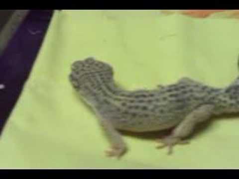 backlash winner here comes the gecko