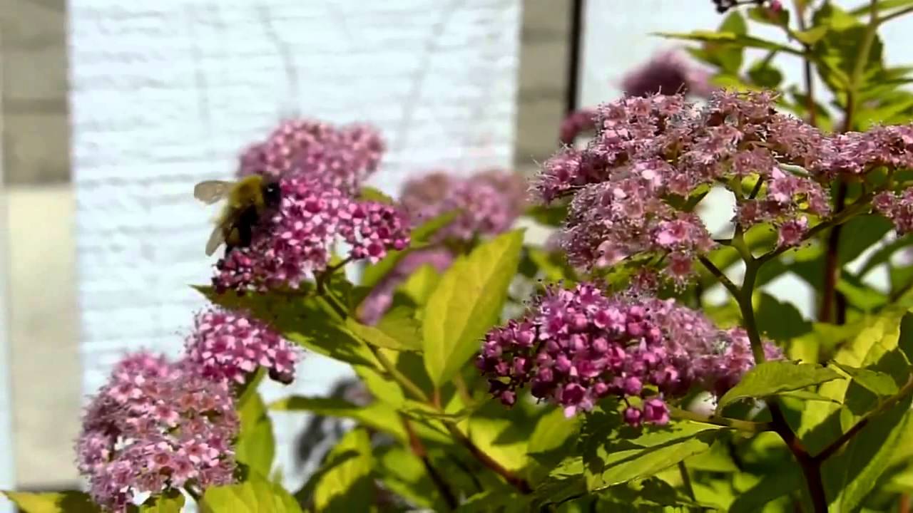 been ✨21✨BEES 🐝IN HD SLOW 🎥MO 120 fps leica🤓