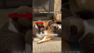 This Bear Collapsed On His Porch