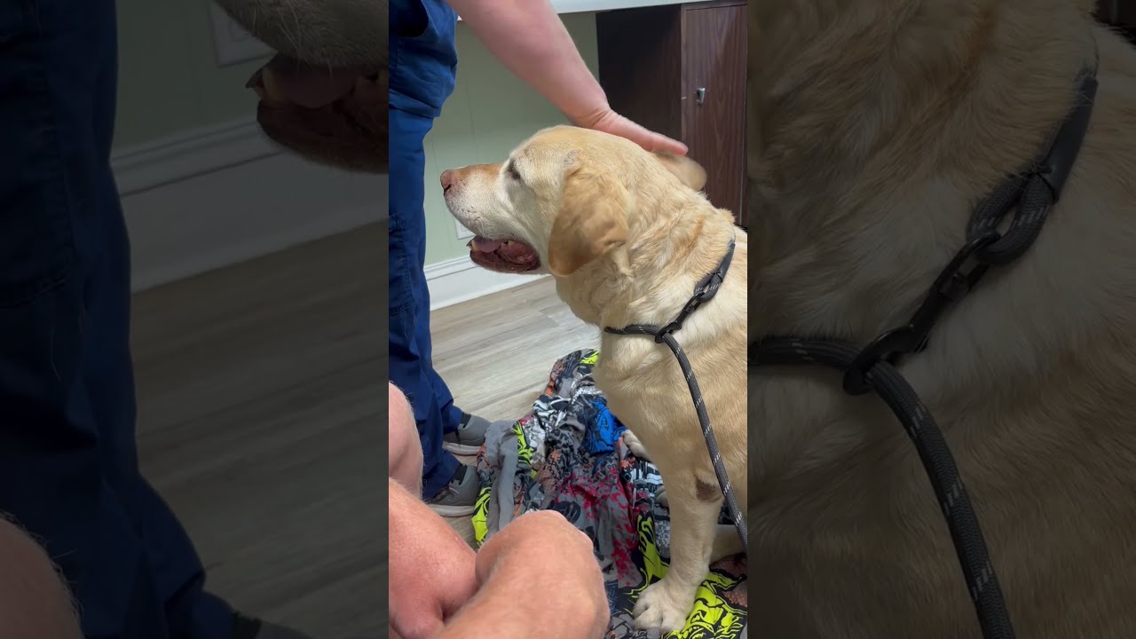 We Have Some Bad News For Our Dog Outdoors Animals
