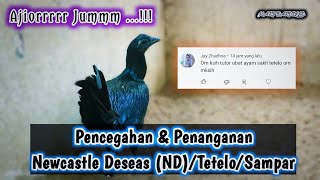 Pencegahan Dan Penanganan Newcastle Deseas Ndtetelosampar