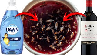 How I Got Rid of Fruit Flies Overnight with Just Wine + Soap