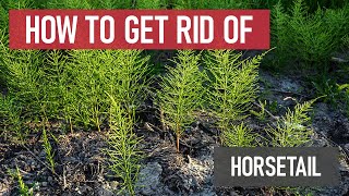 How to Get Rid of Horsetails [Weed Management]