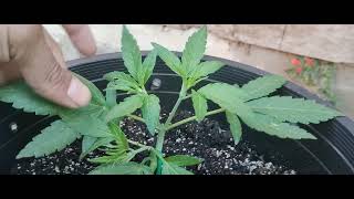 topping autoflower og marijuana plants