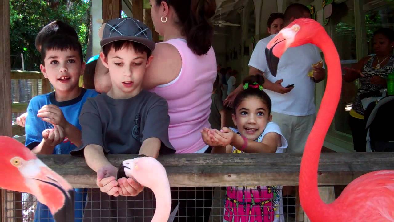 Flamingo Feeding at Jambo Junction | Busch Gardens Tampa Bay