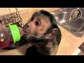 Baby Monkey BRAIN FREEZE!