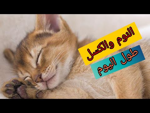 فيديو: لماذا تشرب القطة كثيرا؟