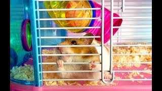 NUEVA CASA PARA NUESTRO HAMSTER 