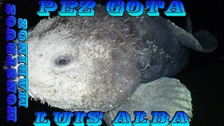 Pez Gota - Luis Alba Monstruos Marinos