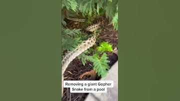 109 Relocating a giant San Diego Gopher Snake from someone’s pool  #gopher #gophersnake #socal #snak
