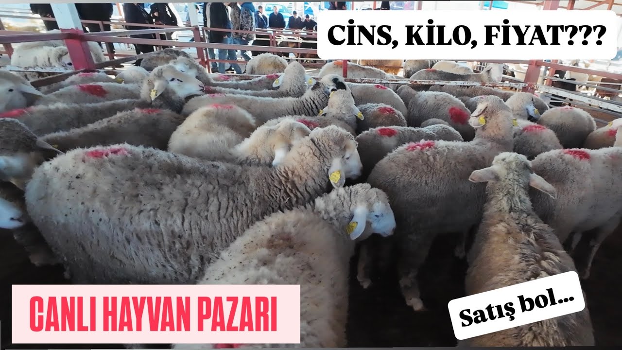 CANLI HAYVAN PAZARI KÜÇÜKBAŞ FİYATLARI CİNS KİLO FİYAT SATIŞ BOL. #hayvanpazari #küçükbaş #pazarlık