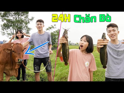 24h Chăn Bò Theo Phong Cách Quý Tộc Và Bình Dân ♥ Minh Khoa TV | cach that binh toc