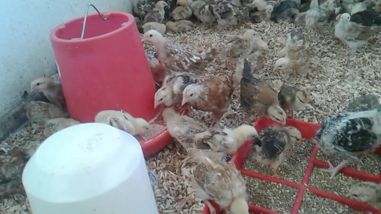 Zimbabwe Boschveld road runner chicks YouTube