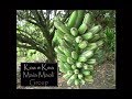 Growing Bananas in Hawaii