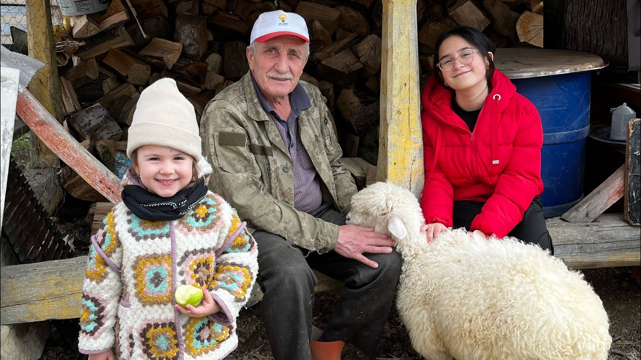 KÖYDE HARİKA BİR KUZUMUZU YENİ ALDIK ‼️‼️‼️
