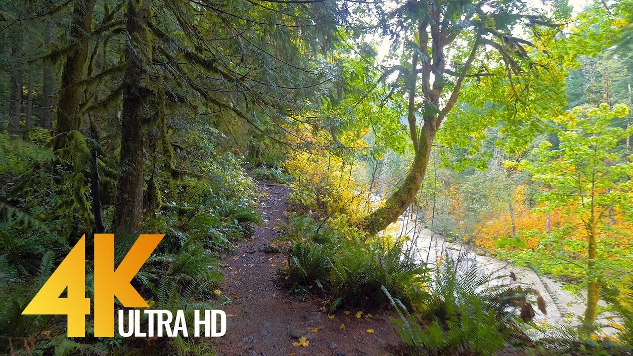4K Nature Relaxing Views & Nature Sounds - Autumn Trail Walk - Trailer ...
