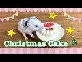 ハムスターにクリスマスケーキ作ってみた☆Tiny Christmas Cake For Hamster!!