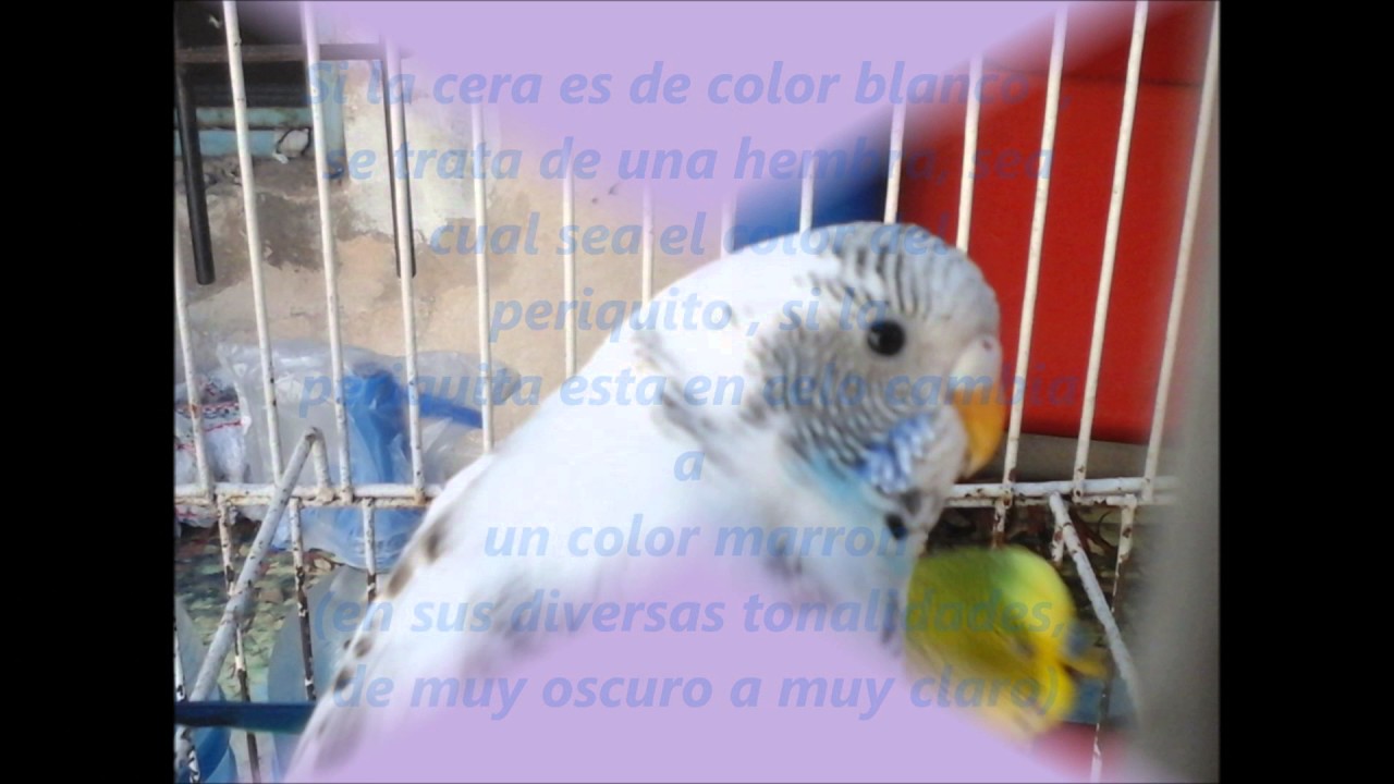 Como Saber Si Mi Perico Es Hembra O Macho