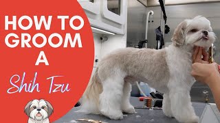 HOW TO GROOM A SHIH TZU FROM START TO FINISH 🐶