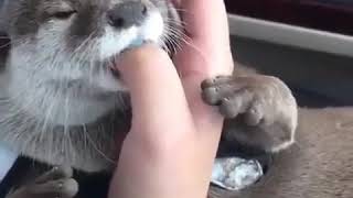 Cute Otter Sucking Finger