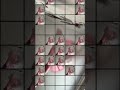 What m plushie does whennim sleeping