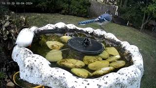 backyard 090524(5)