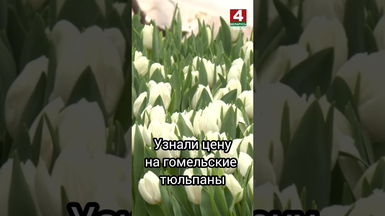 Узнали цену на гомельские тюльпаны #гомель #беларусь #тюльпаны  #8марта