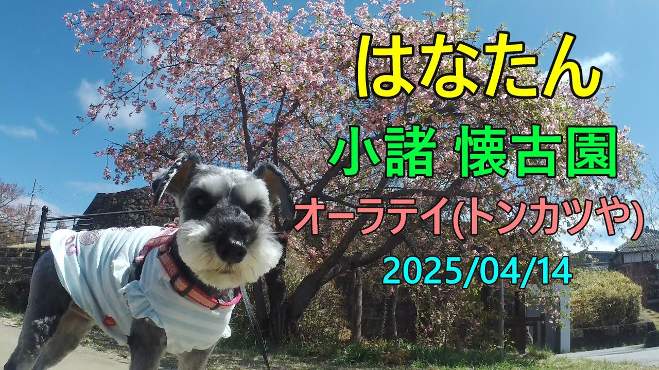 小諸  懐古園  桜満開  オーラテイ(トンカツや)