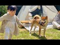 柴犬と1歳娘と【おうちキャンプ】を庭でやってみた