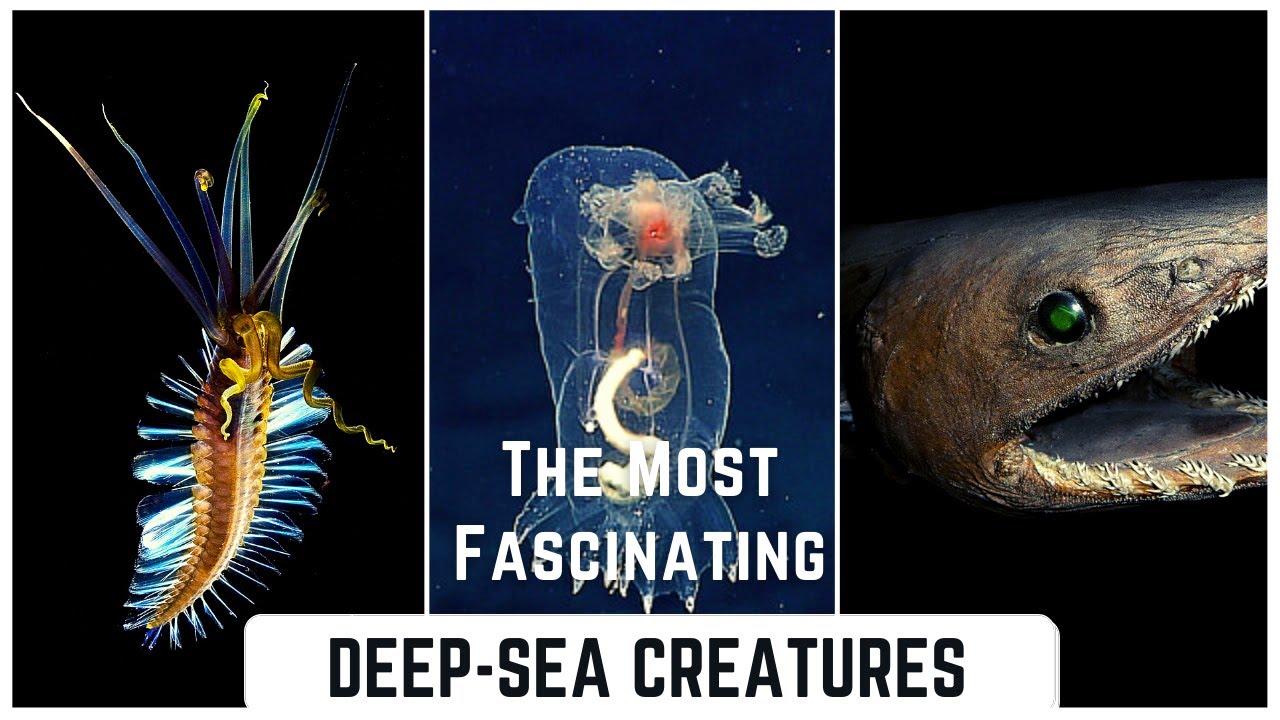 The TOP 10 Most Fascinating & Bizarre Deep Sea Creatures Ever Found ...