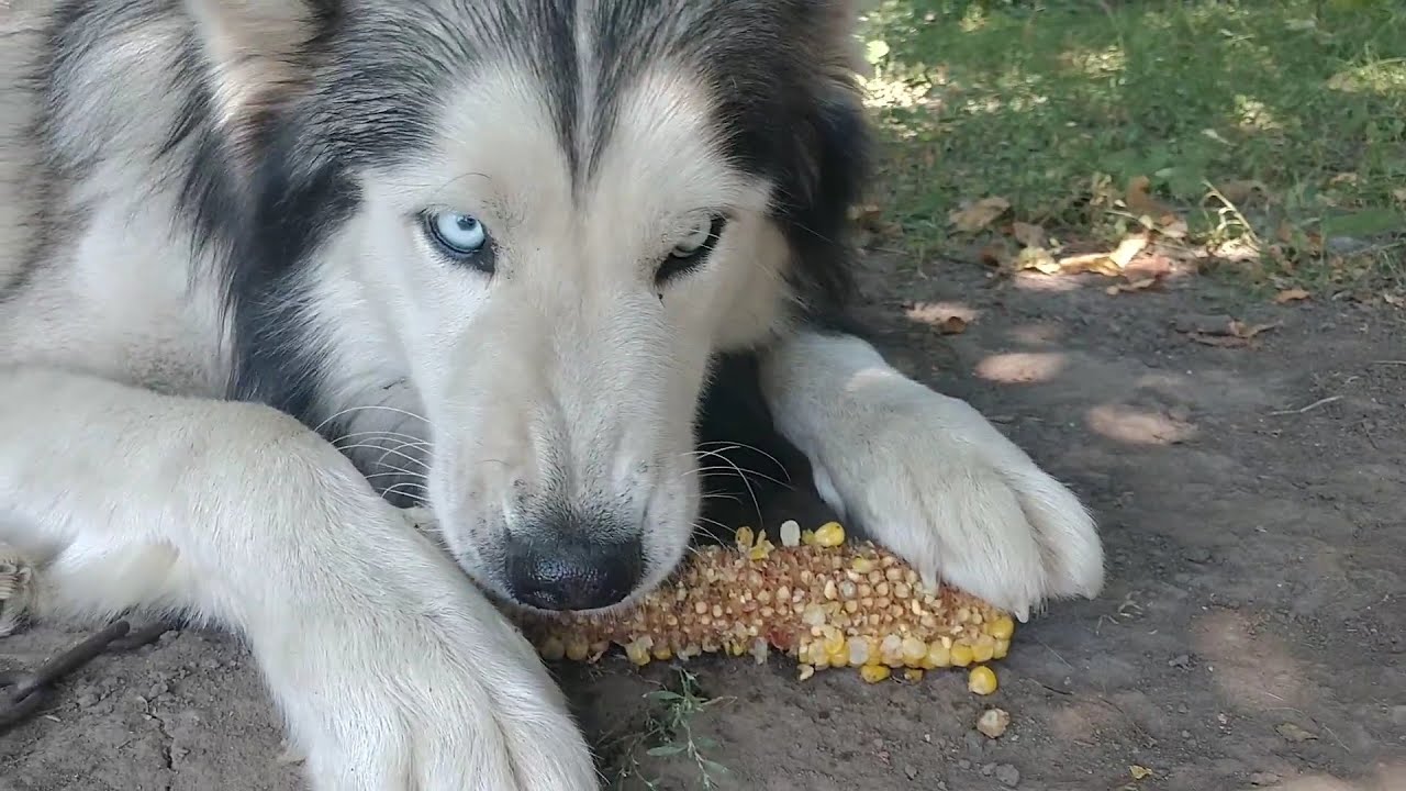 Lary likes to have a good time, especially to eat). Люблю повеселиться, особенно пожрать)