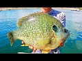 Fishing for 3 POUND BLUEGILL!!