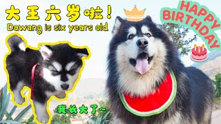 Cute Dawang is 6 years old now! | 可爱的大王6岁啦~【阿盆姐家的大王】