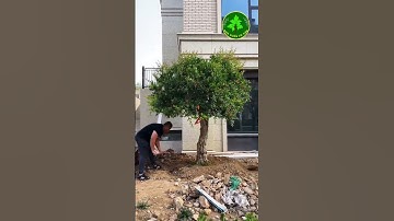 Trồng Cây Lựu Cổ Cho Khách mà Ai Cũng Muốn Mua Lại#shorts