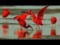 সবথেকে সুন্দর ১০টি লাল পাখি  | Top 10 Red Exotic Birds | 10 Most Beautiful Birds on Planet Earth 2