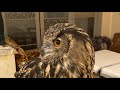 ふくろうママのフクロウライブ