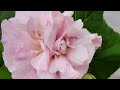 Confederate Rose||Cotton Rosemallow||Hibiscus mutabilis||Bettade thavare.