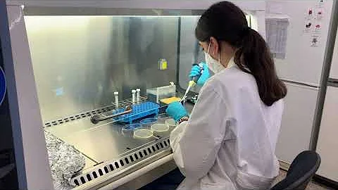 Una nova Acyl-homoserina-lactona acilasa a Stenotrophomonas maltophilia