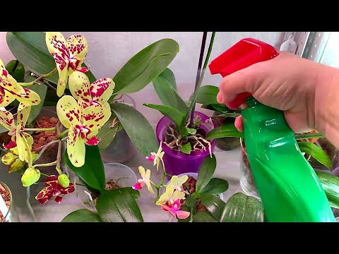 Видео: Болезни и лечение орхидей: узнайте о лечении распространенных болезней орхидей