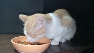 Kitten Eating Chicken & Salmon