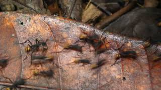 Army Ants Eciton Sp On The Rainforest Floor Ecuador Byw