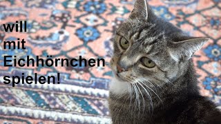Katze Will Mit Eichhörnchen Spielen Cat Wants To Play With Squirrel