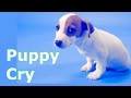 Puppy Crying Sound   Puppy Crying Sound Effect to Stimulate Your Dog