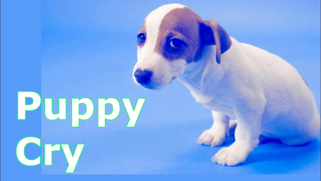 Puppy Crying Sound ~ Dog Crying Sound Effect to Stimulate Your Dog ...