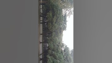 EVERGREEN TREES